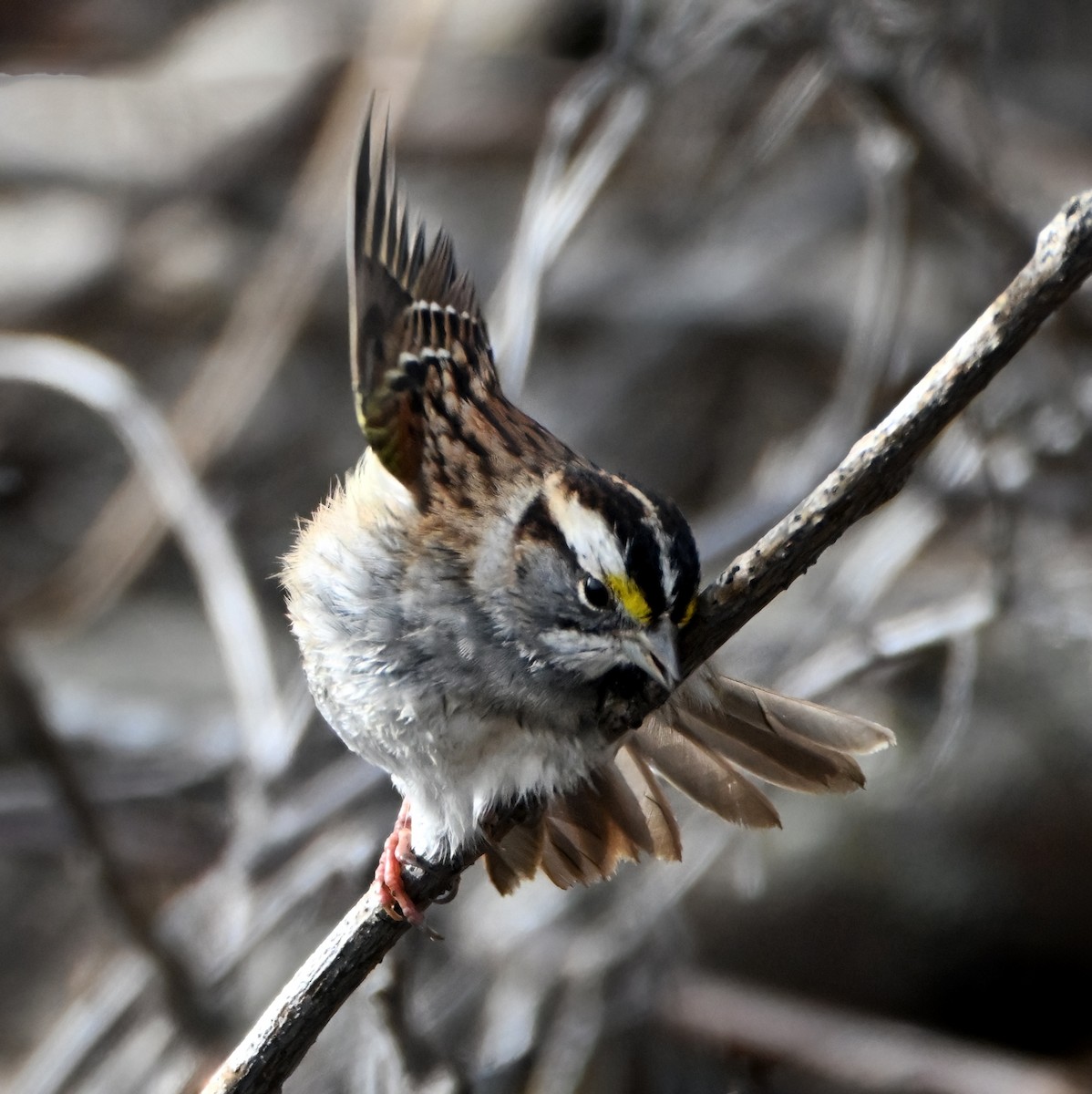 Chingolo Gorjiblanco - ML648328360