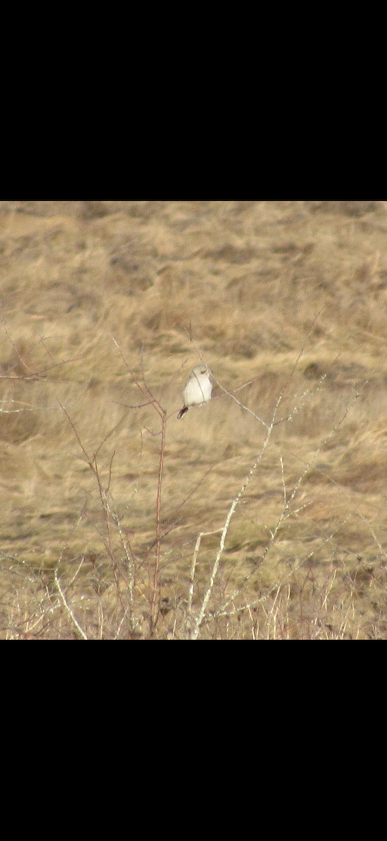 Northern Shrike - ML648329679