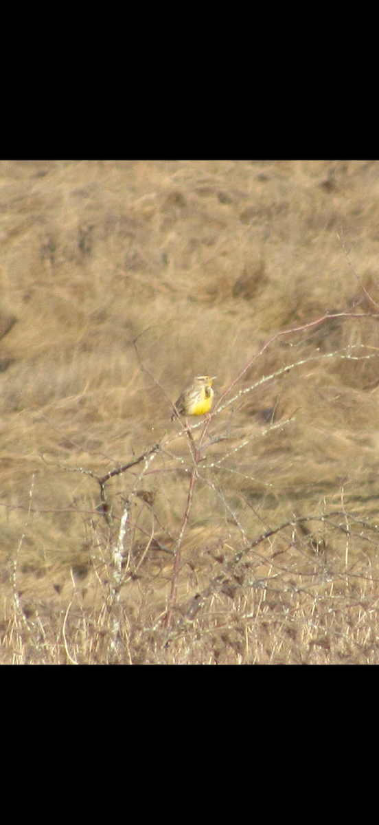 Western Meadowlark - ML648329695