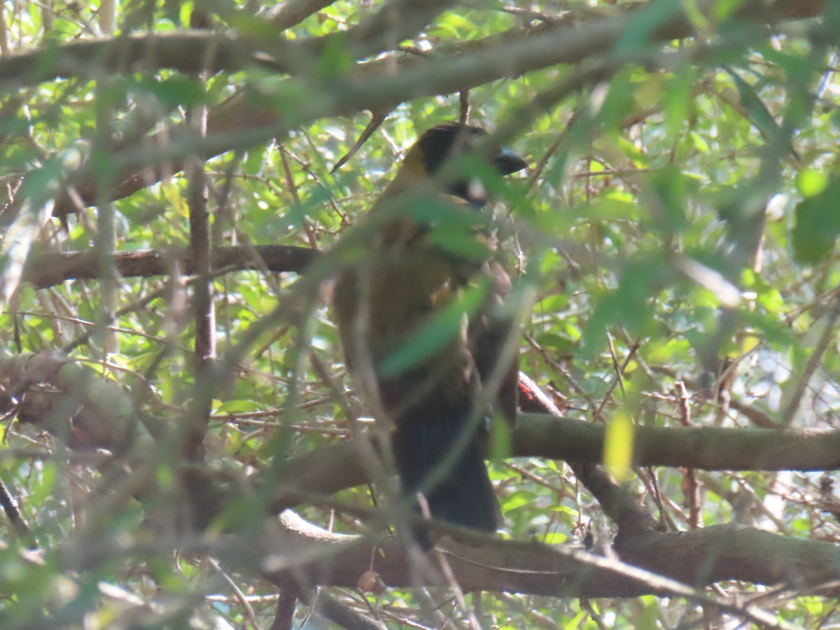 Picogrueso Acollarado - ML648329703