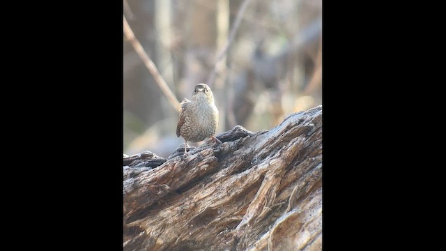 フユミソサザイ - ML648329728