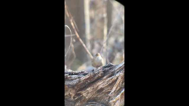 フユミソサザイ - ML648329729