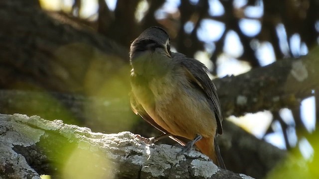 Golden-billed Saltator - ML648329785