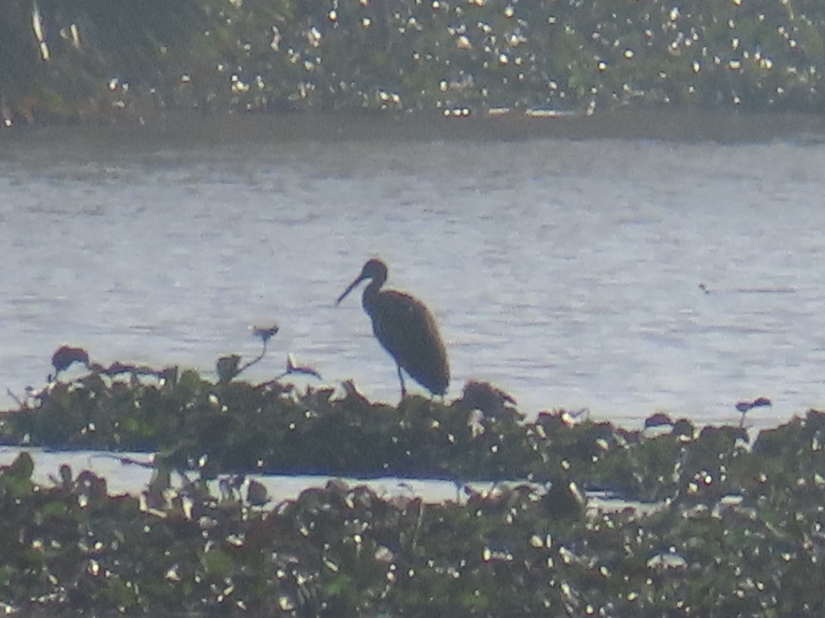 Carrao - ML648329797