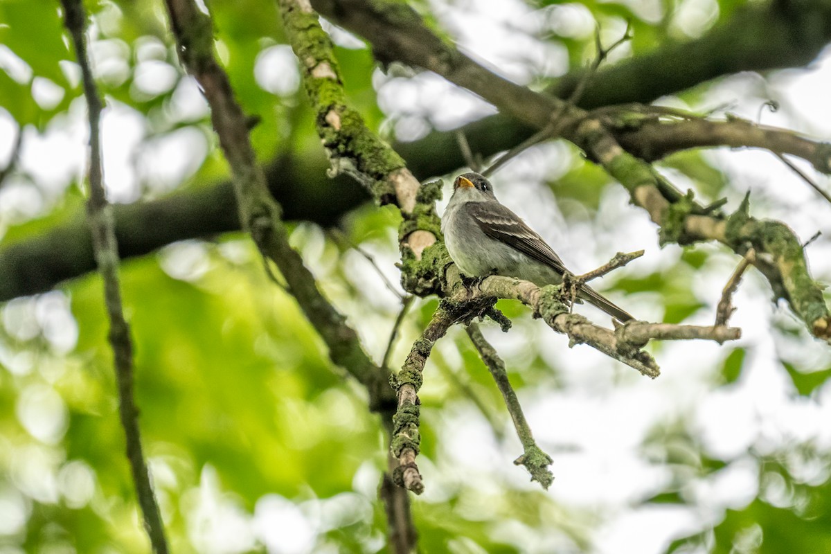 Pioui de l'Est - ML648330311