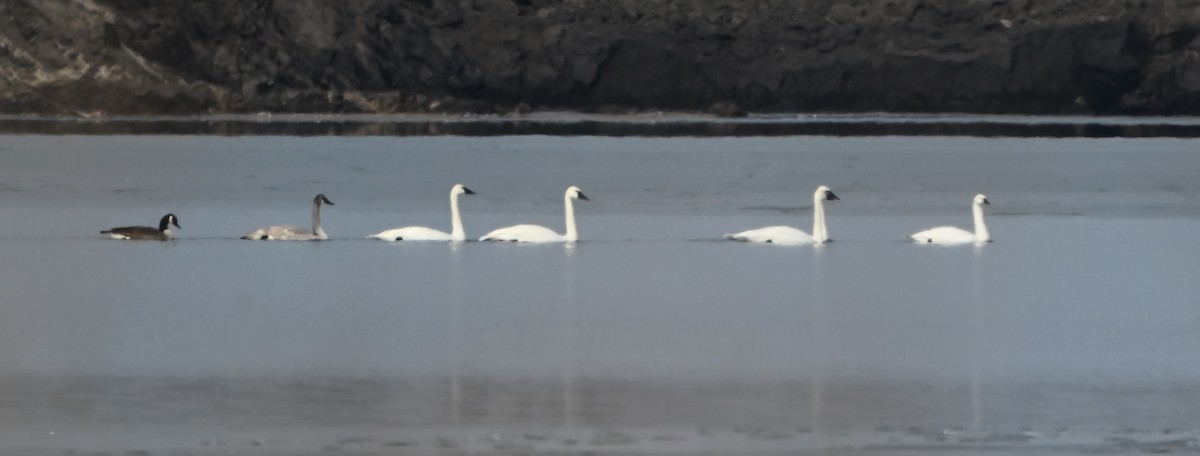 Cisne Chico - ML648330567