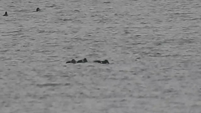 Höckersamtente - ML648330922