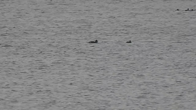 Höckersamtente - ML648330924