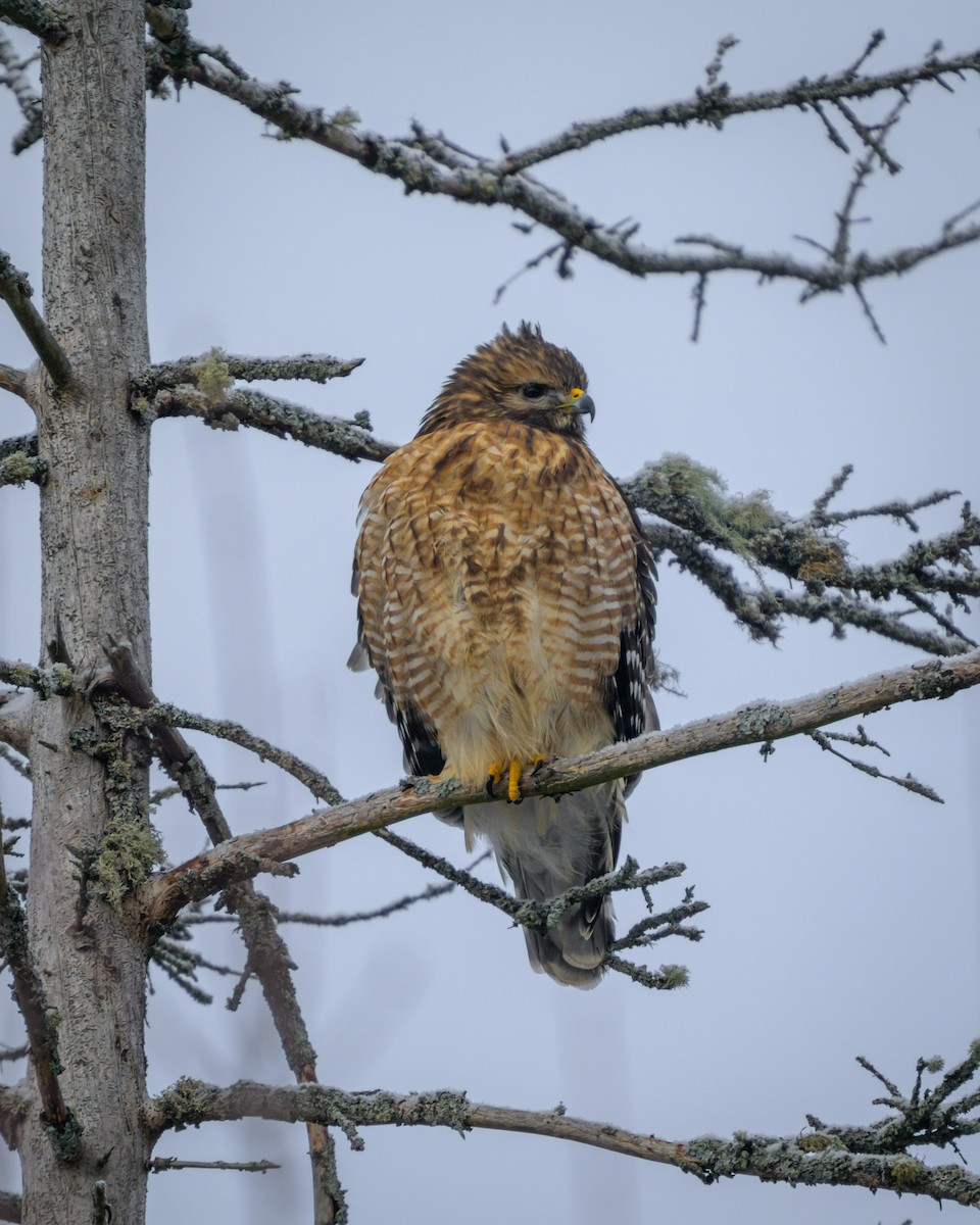 Red-shouldered Hawk - ML648331459