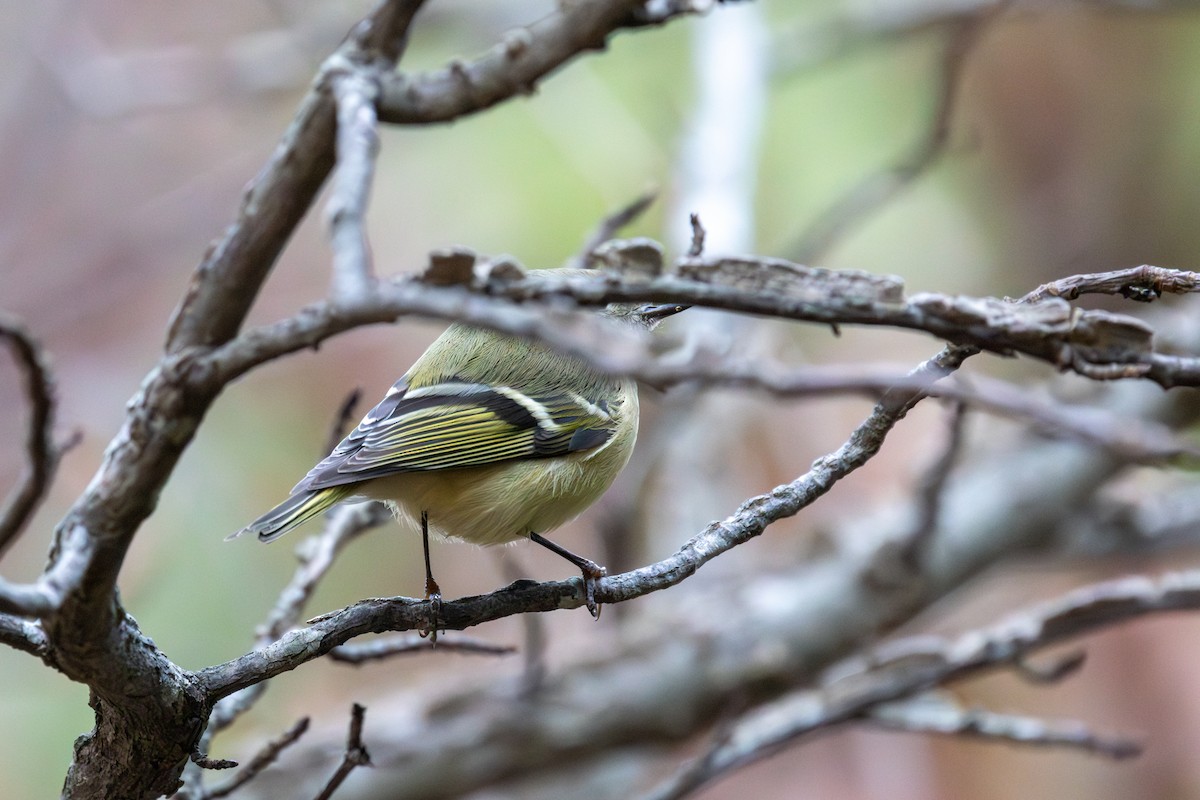 Ruby-crowned Kinglet - ML648331743