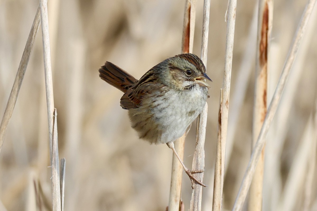 Sumpfammer - ML648332121