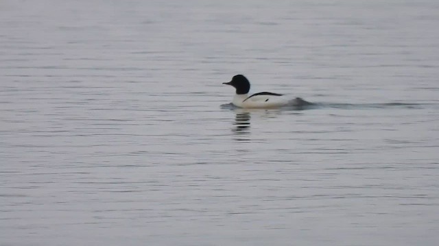 Gänsesäger - ML648332197