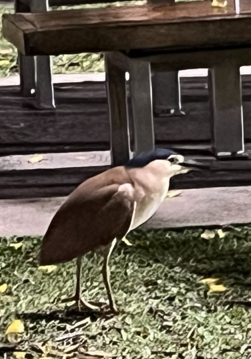 Nankeen Night Heron - Jill Perry