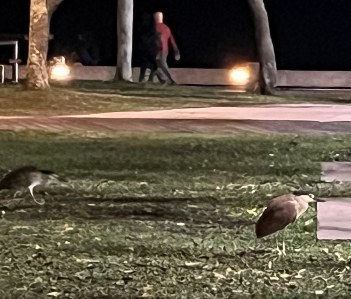 Квак каледонський - ML648332258