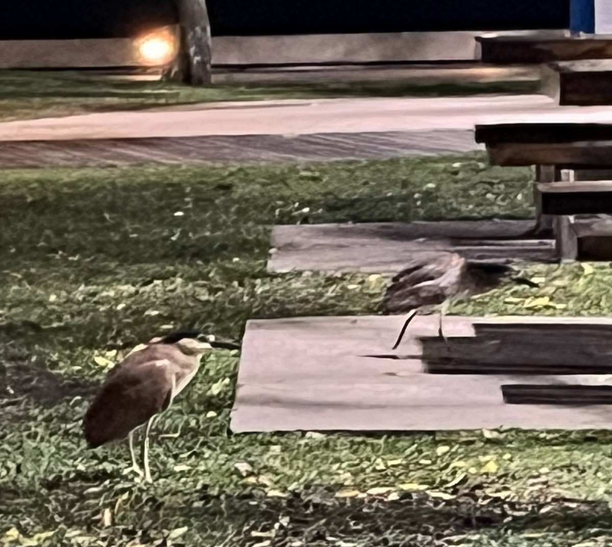 Квак каледонський - ML648332259