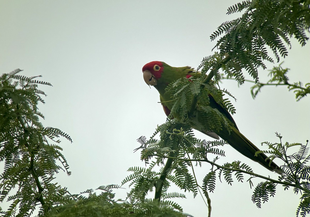 Red-masked Parakeet - ML648332285