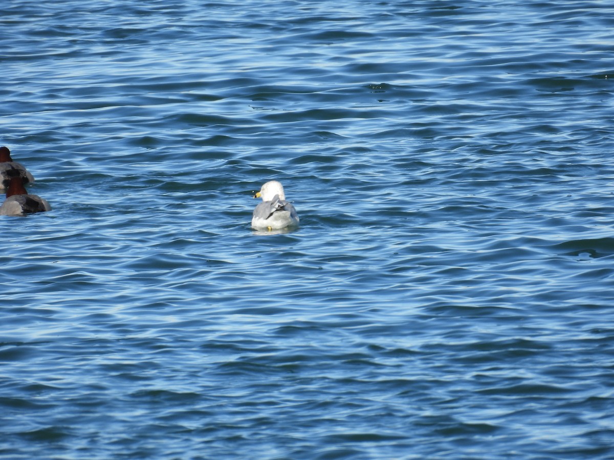 Ring-billed Gull - ML648332526