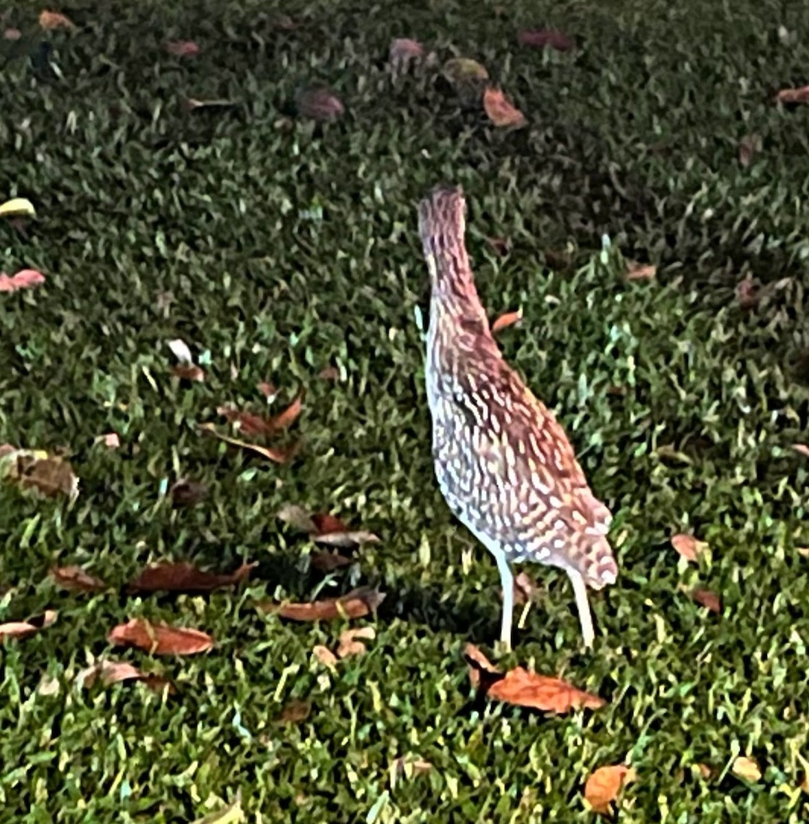 Rotrückenreiher - ML648332688