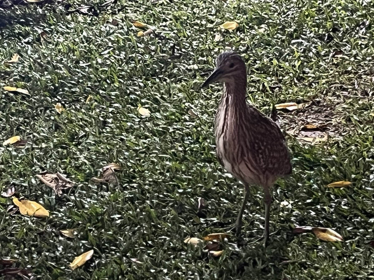 Rotrückenreiher - ML648332690