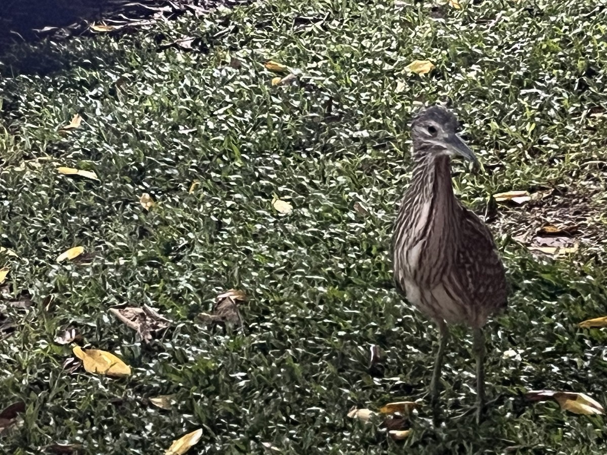 Rotrückenreiher - ML648332691