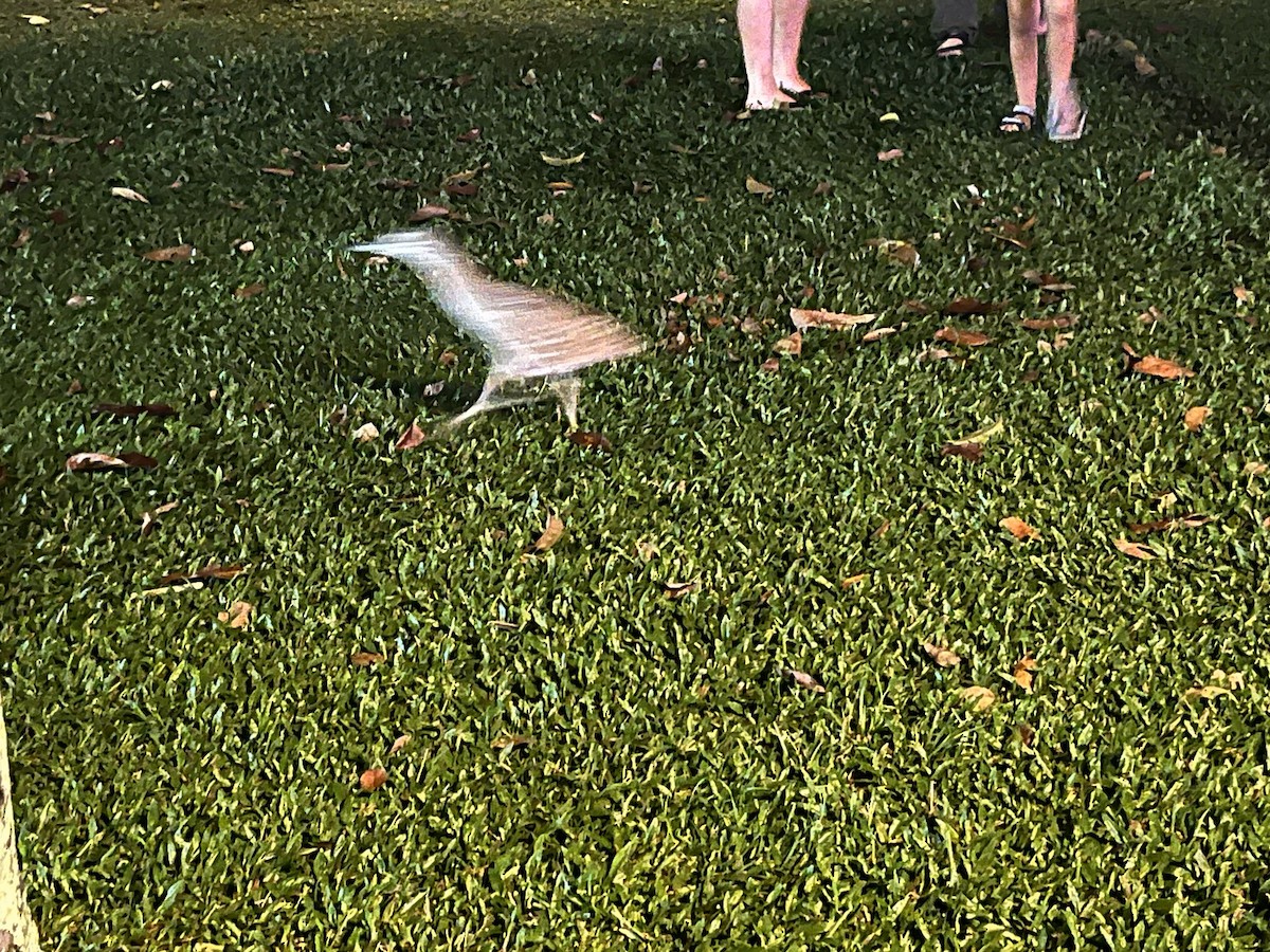 ハシブトゴイ - ML648332692