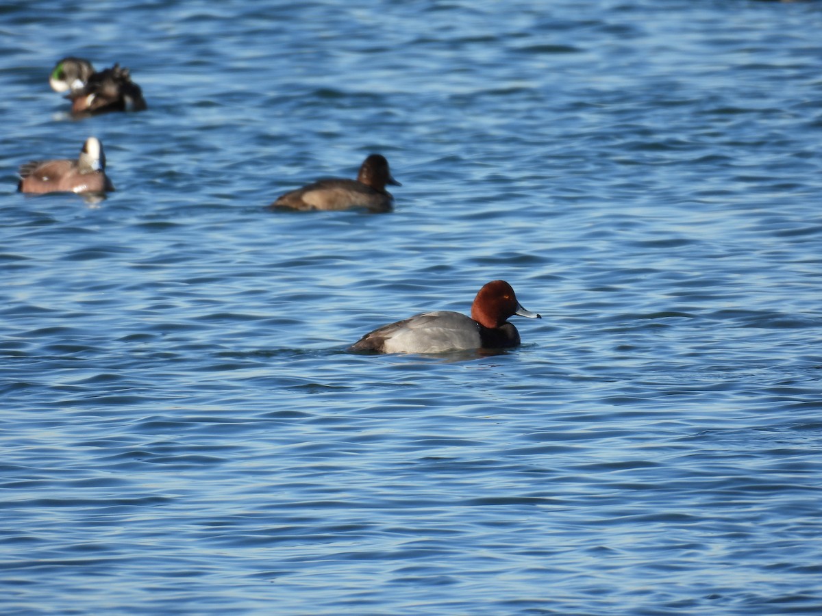 Redhead - ML648332776