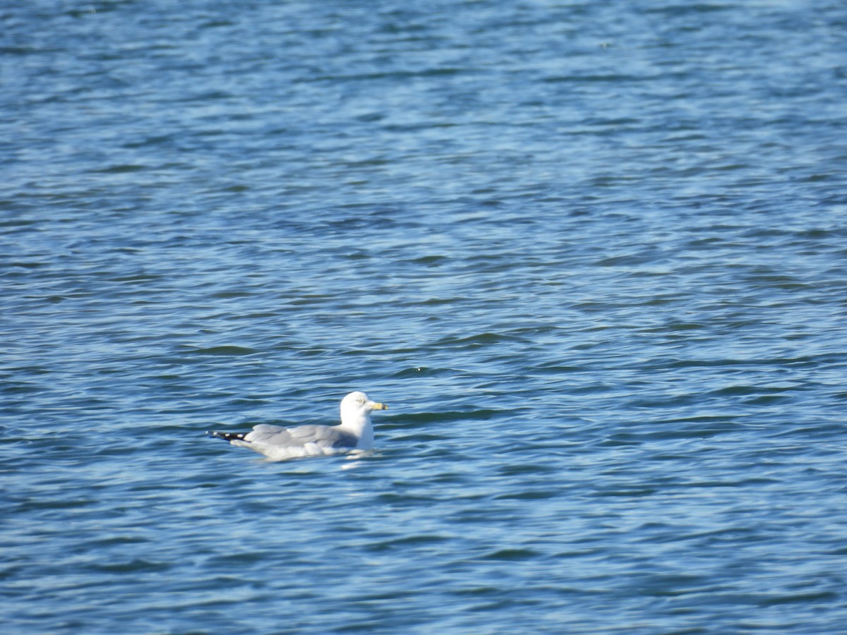 Ring-billed Gull - ML648332857