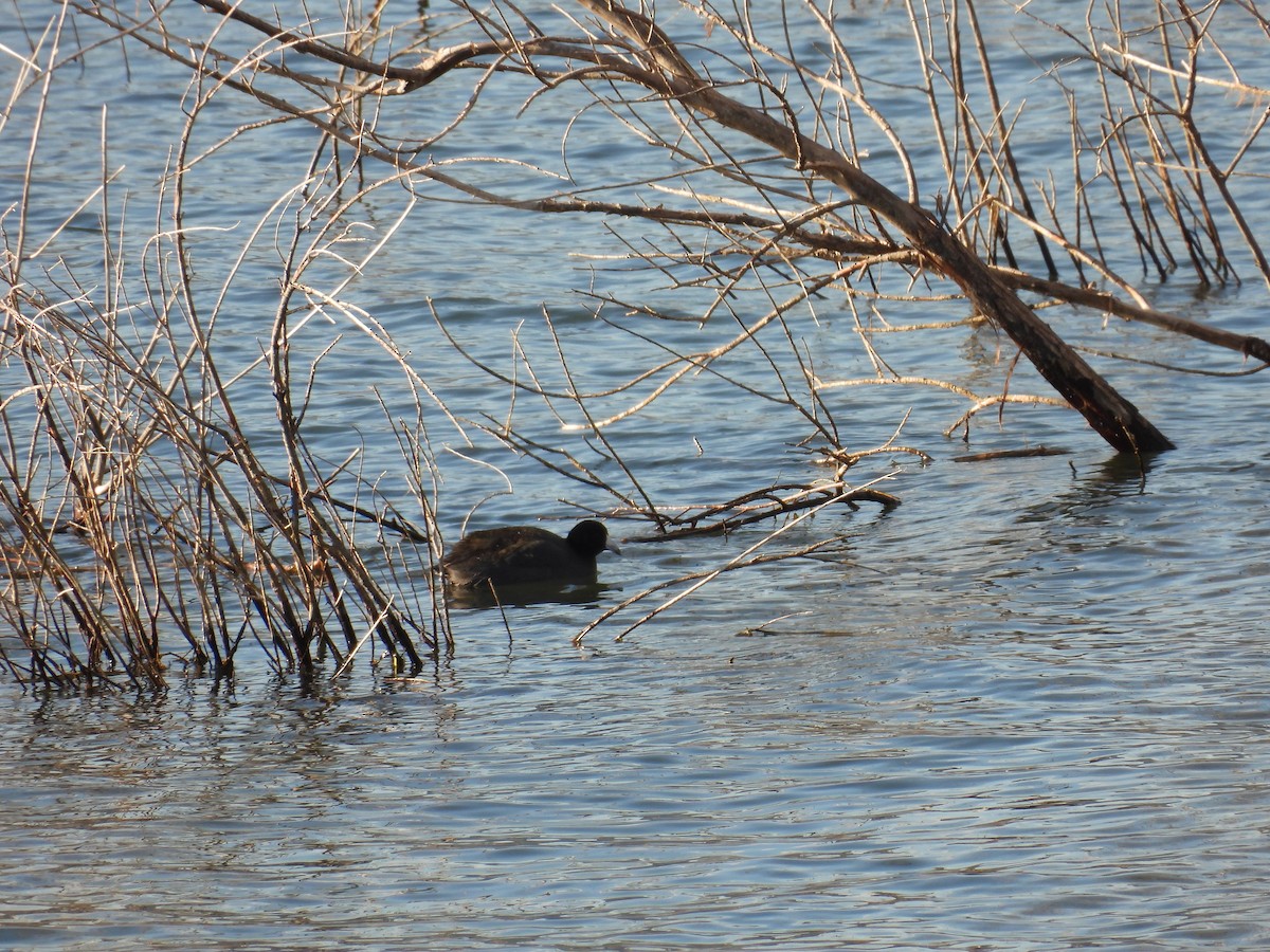 American Coot - ML648332906
