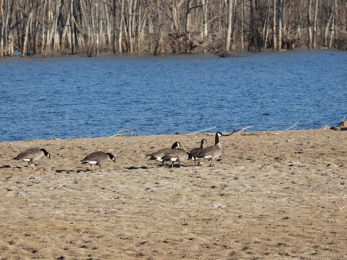 小加拿大雁 - ML648332960