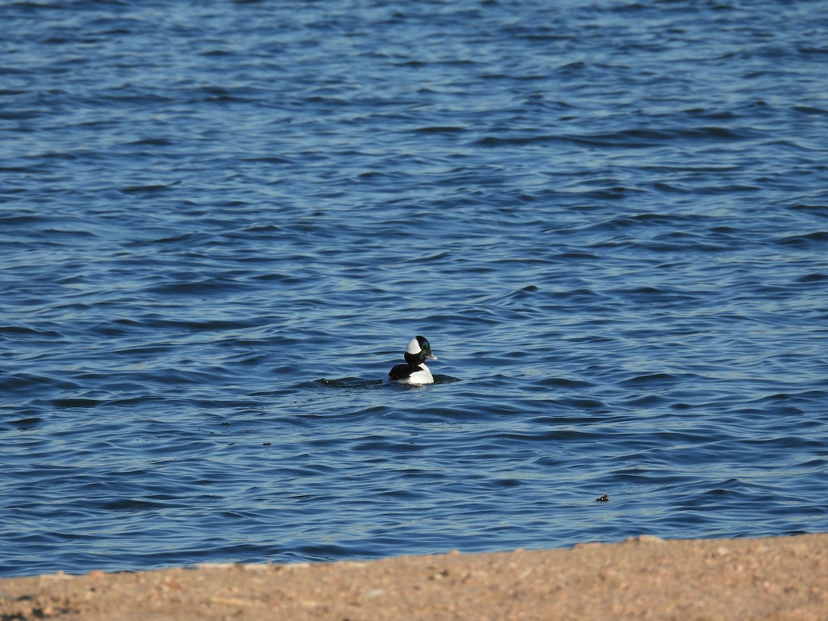 Bufflehead - ML648333012