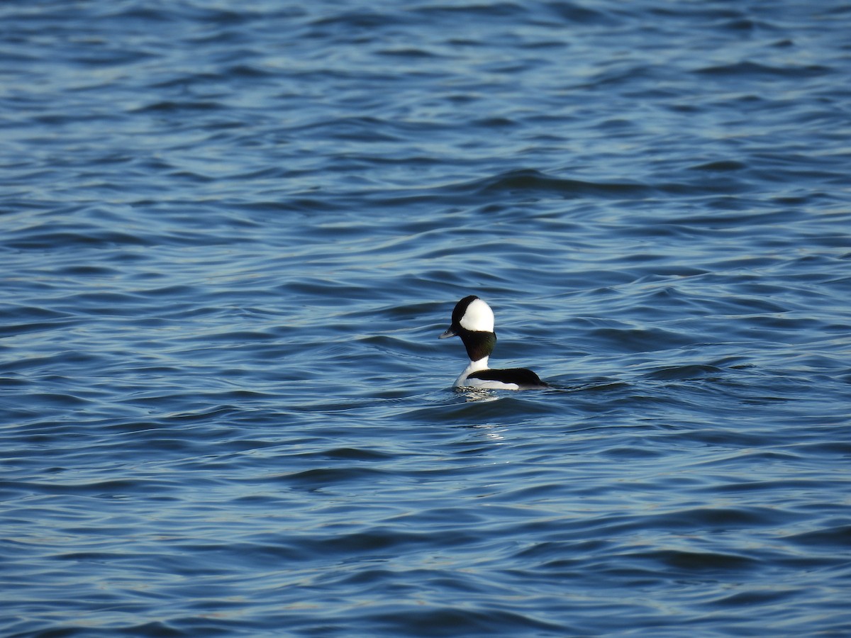 Bufflehead - ML648333051