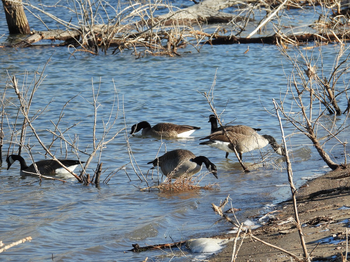Canada Goose - ML648333136