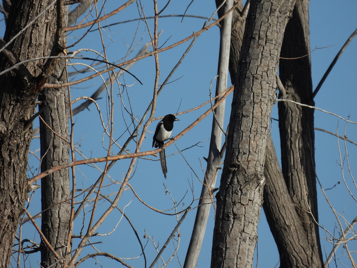 Black-billed Magpie - ML648333155