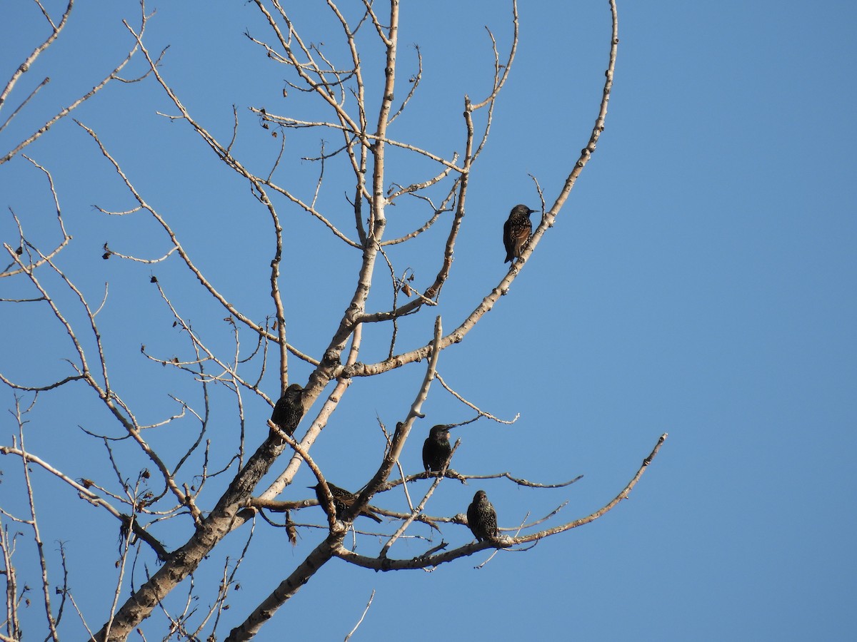 歐洲椋鳥 - ML648333178