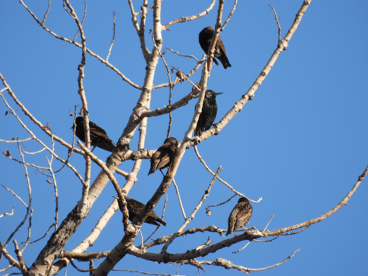 歐洲椋鳥 - ML648333211