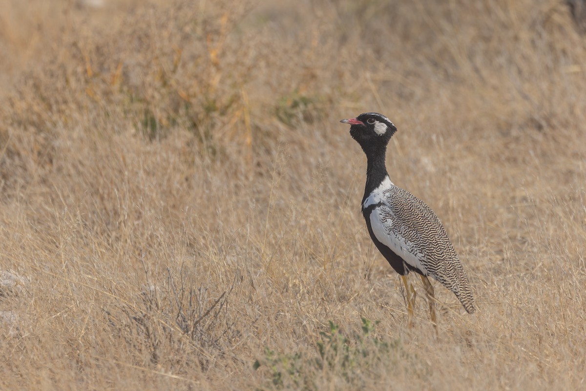 White-quilled Bustard - ML648333257