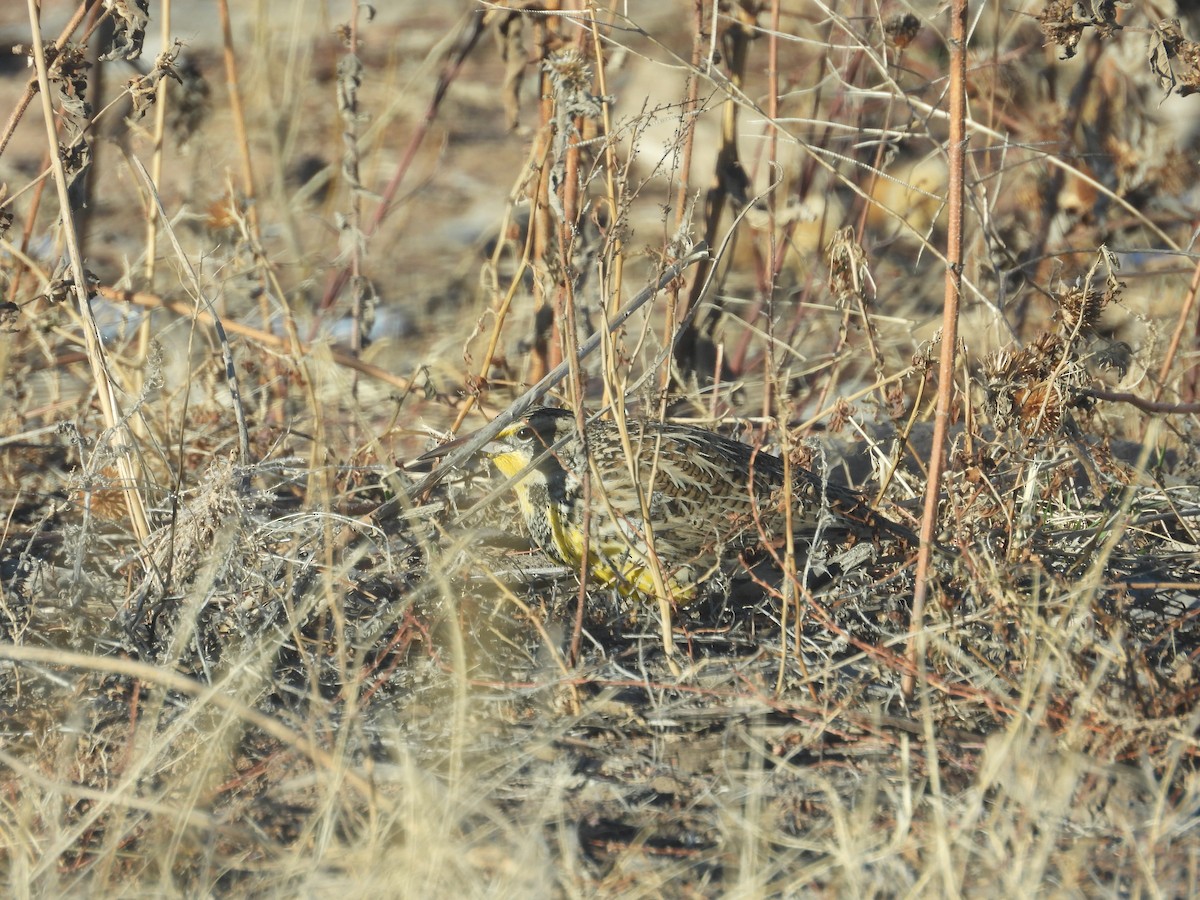 Western Meadowlark - ML648333261