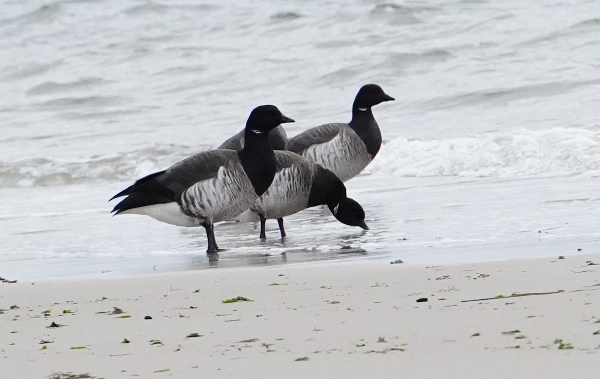 Brant - ML648333311