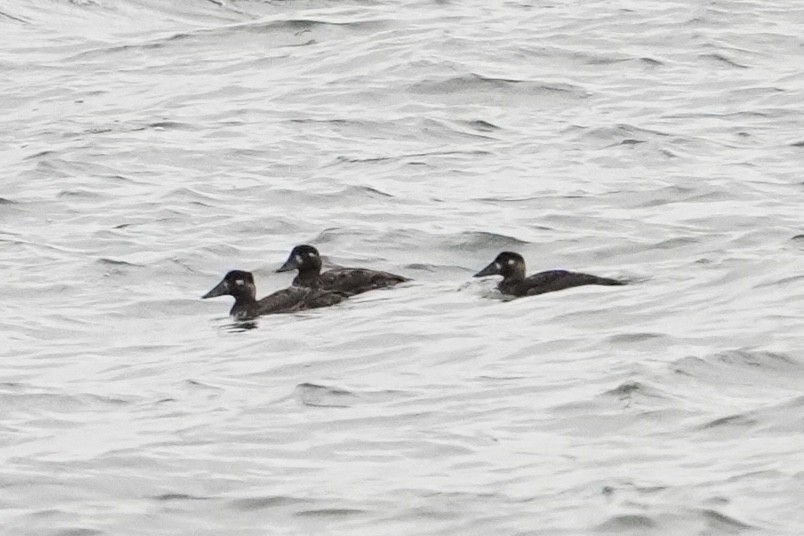 Surf Scoter - ML648333364