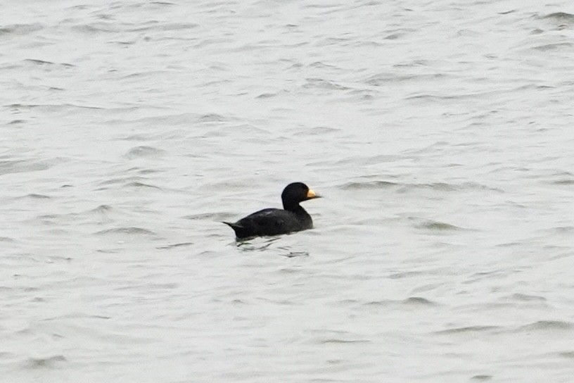 Black Scoter - ML648333386
