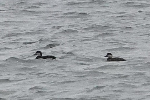 Black Scoter - ML648333387