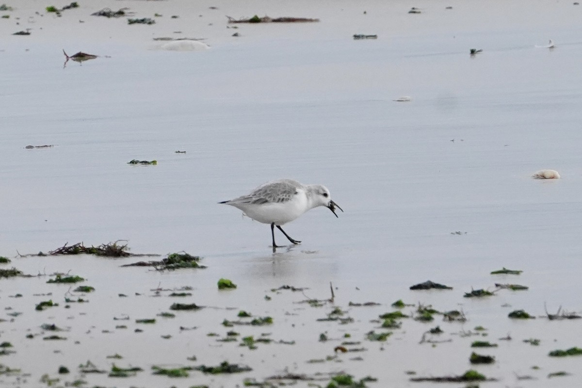 Sanderling - ML648333398