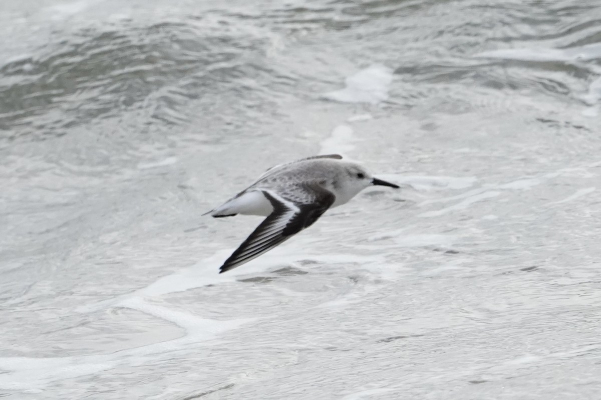 Sanderling - ML648333399