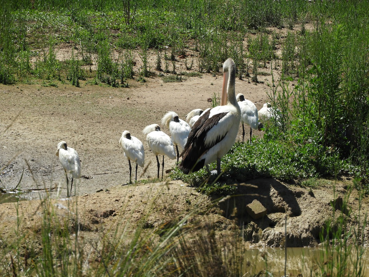 kolpík královský - ML648333408