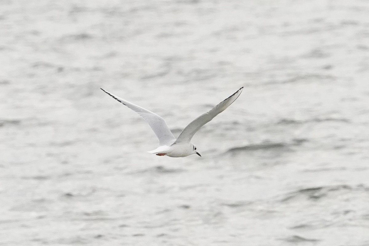 Bonaparte's Gull - ML648333410