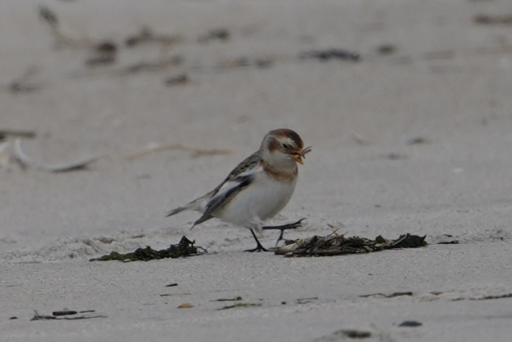 Snow Bunting - ML648333450