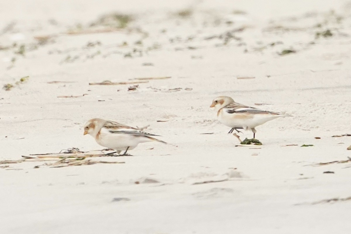 Snow Bunting - ML648333451