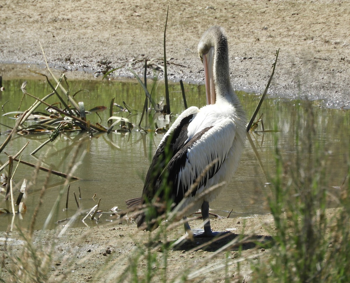 pelikán australský - ML648333462