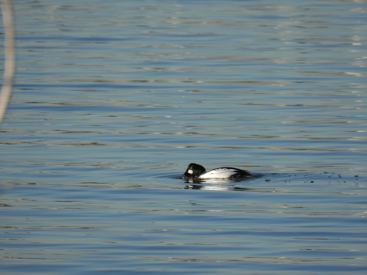 鵲鴨 - ML648333698