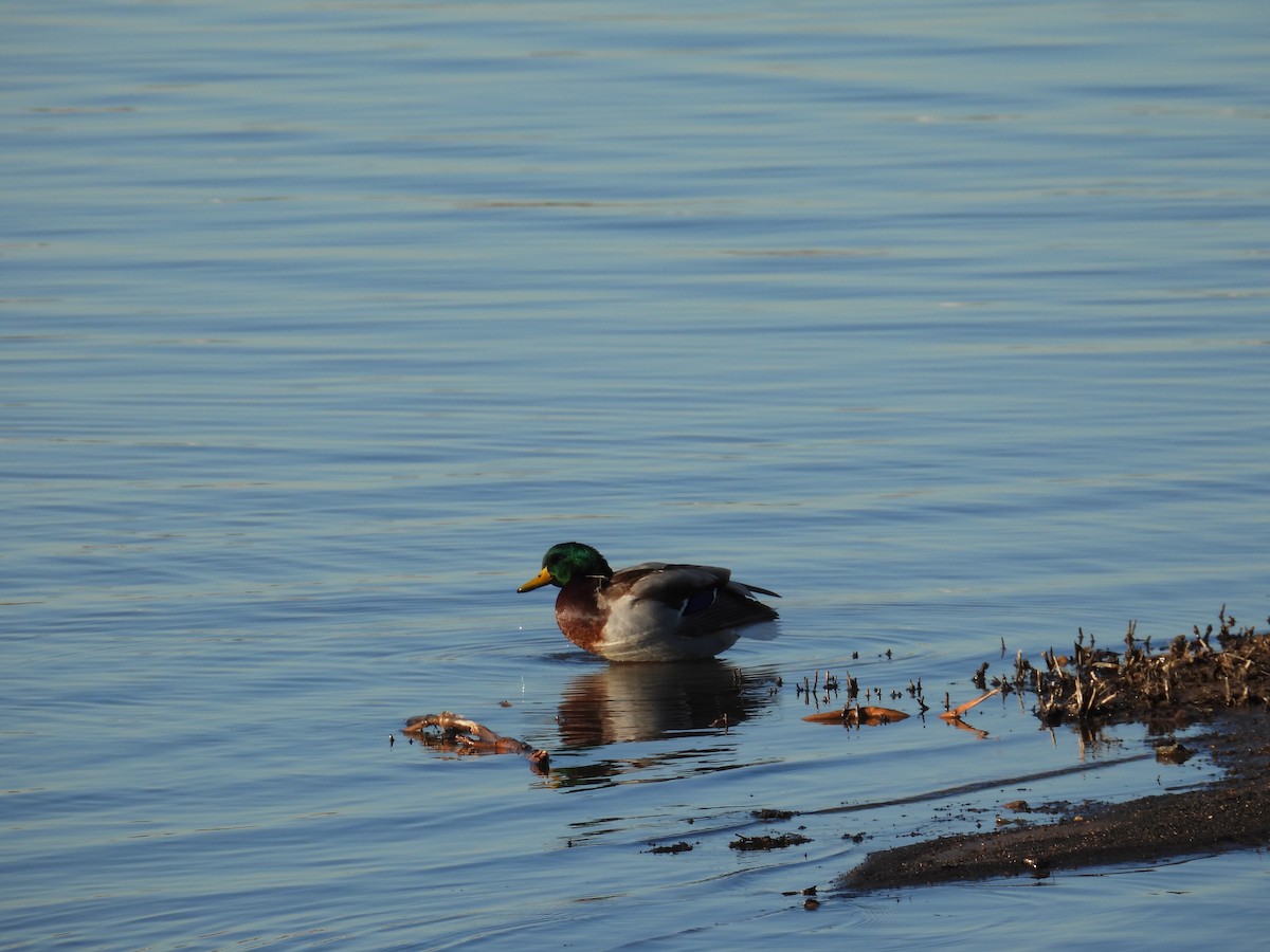 綠頭鴨 - ML648333807